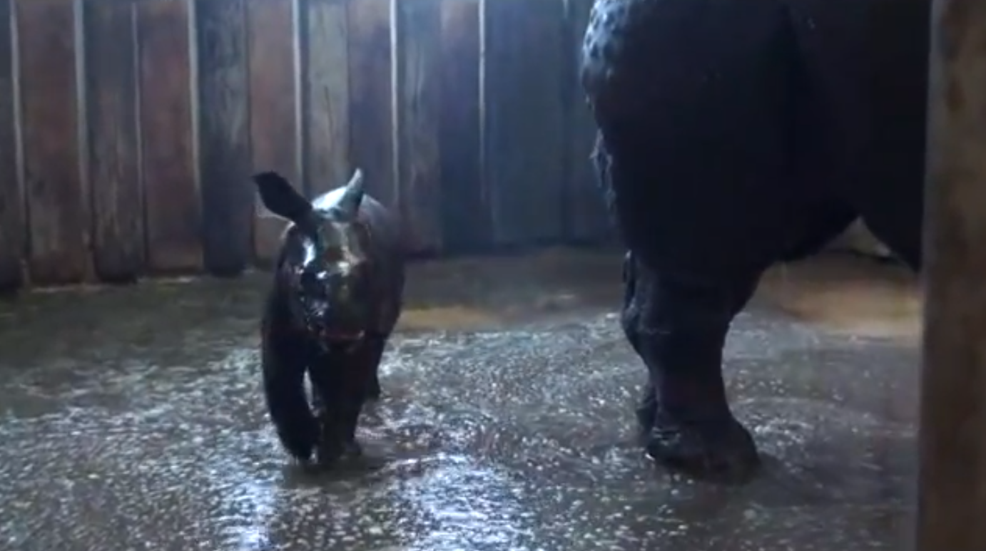  Sötchock, Zoo, Noshorning, Video, Warzawa, Populär